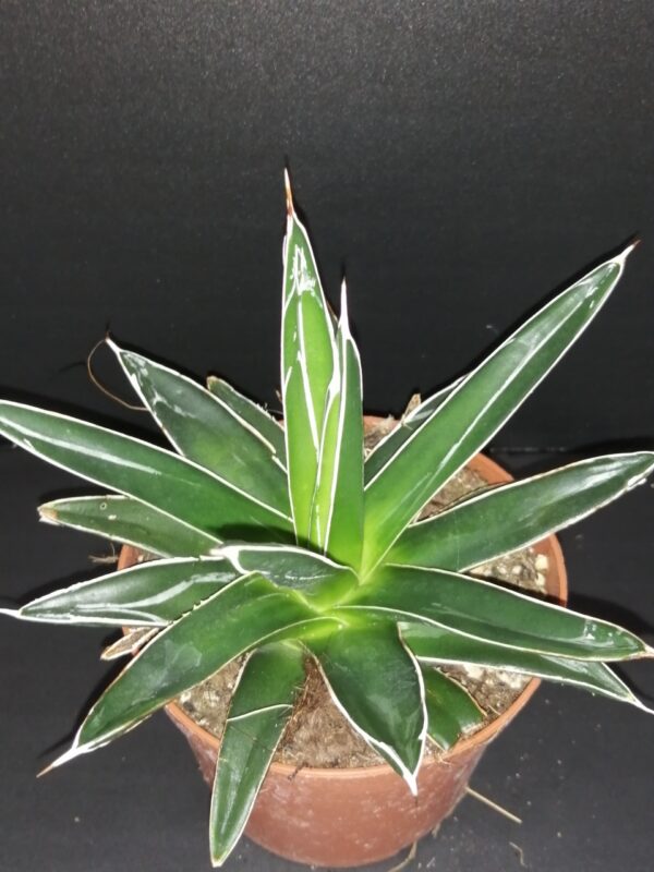 Agave victoriae reginae