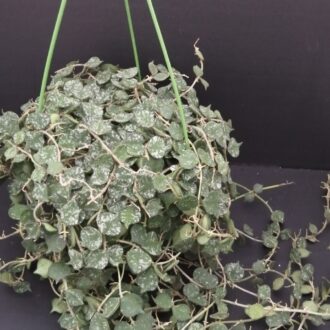 Hoya curtisii