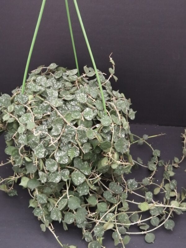 Hoya curtisii