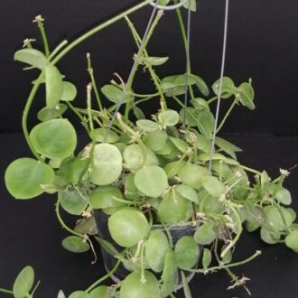 Dischidia digitalis