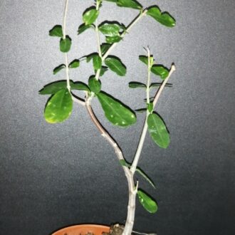 Fockea edulis
