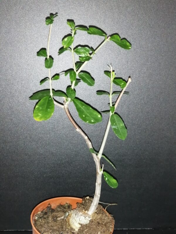 Fockea edulis