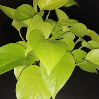 Pothos Neon sin. Epipremnum aureum Neon