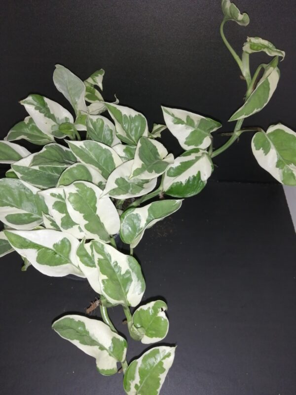 Scindapsus N'Joy, Epipremnum, Potos