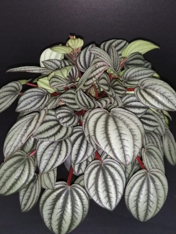 Peperomia albovittata, Peperomia 'Piccolo Banda'