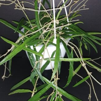 Hoya kentiana