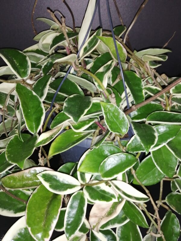 Hoya carnosa Krimson Queen