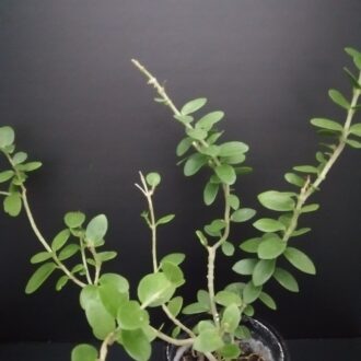Hoya cumingiana