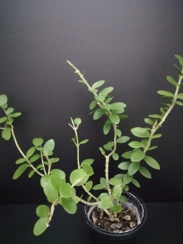 Hoya cumingiana