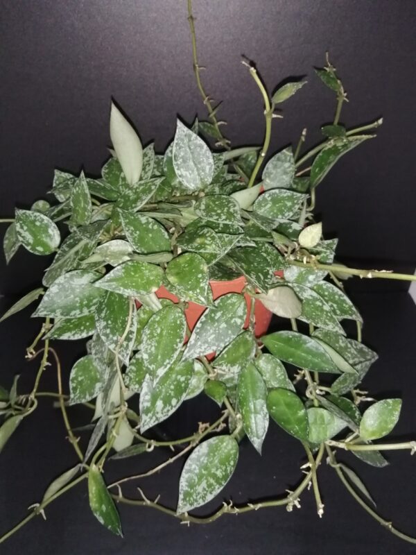 Hoya krohniana Splash