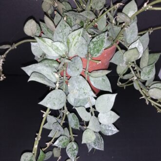 Hoya krohniana Eskimo