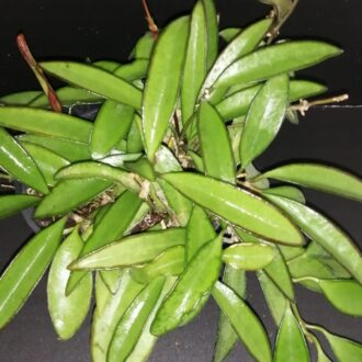 Hoya wayetii