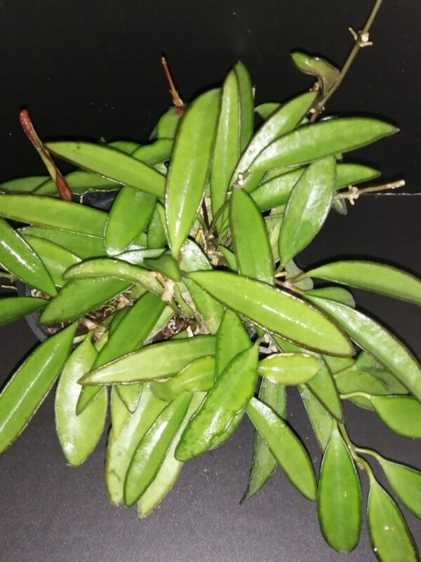 Hoya wayetii
