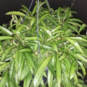 Hoya wayetii