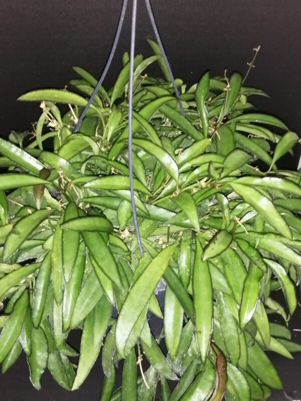 Hoya wayetii
