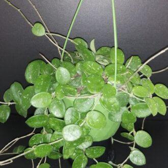 Hoya Mathilde
