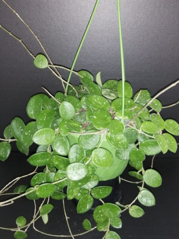Hoya Mathilde