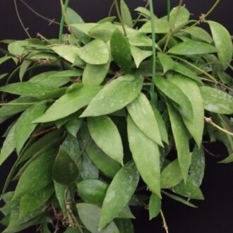Hoya memoria gracilis