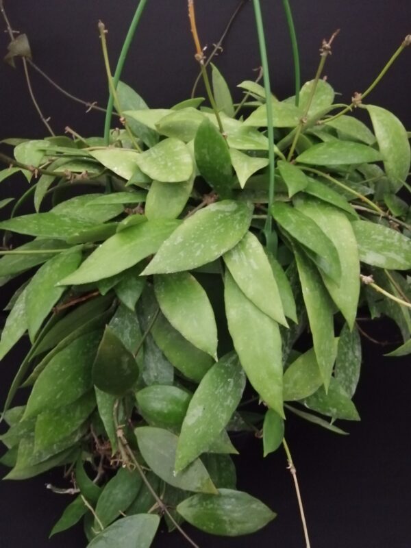 Hoya memoria gracilis