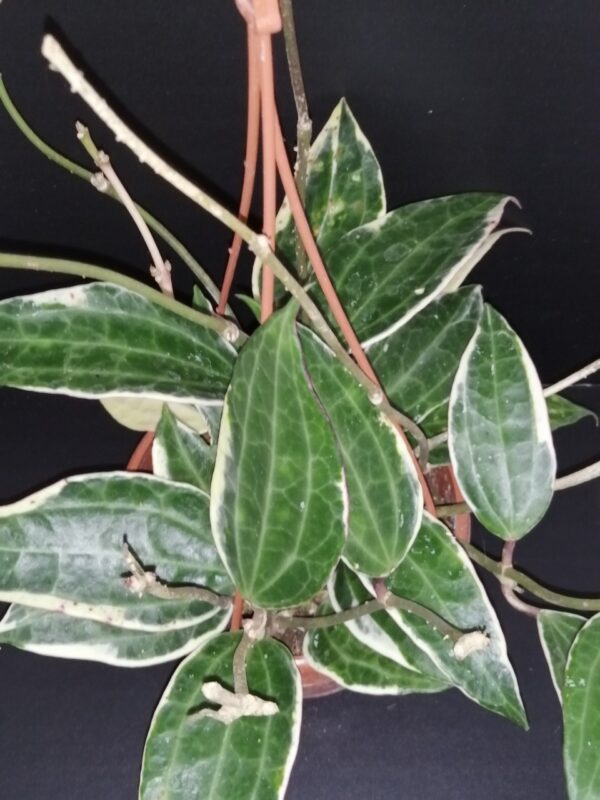 Hoya macrophylla Variegata