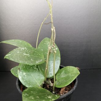 Hoya parasitica Splash
