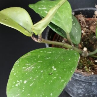 Hoya obovata Splash