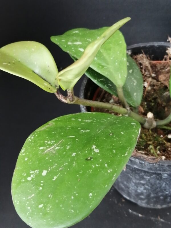 Hoya obovata Splash