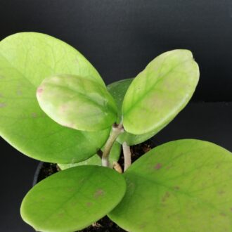 Hoya obovata