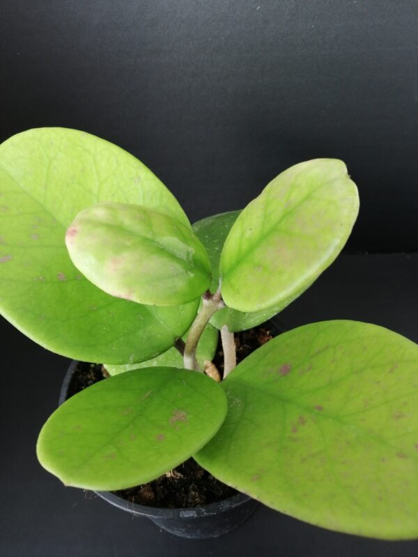 Hoya obovata