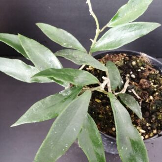 Hoya mirabilis