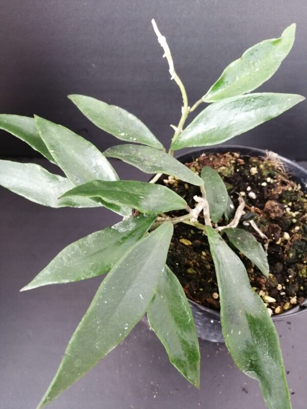 Hoya mirabilis