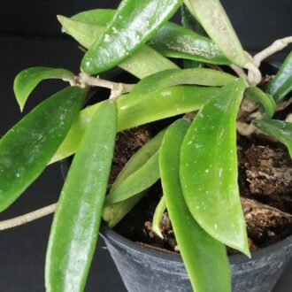 Hoya shepherdii