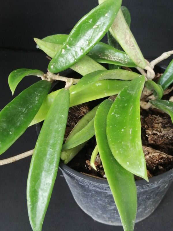 Hoya shepherdii