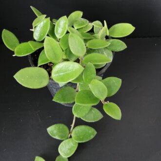 Hoya Chouke