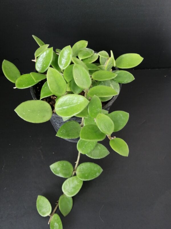 Hoya Chouke
