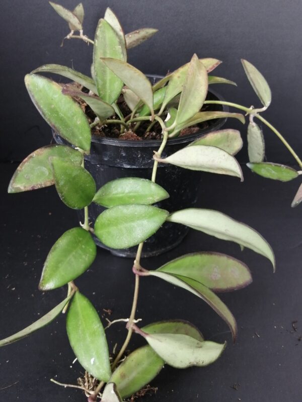 Hoya Rosita pianta giovane