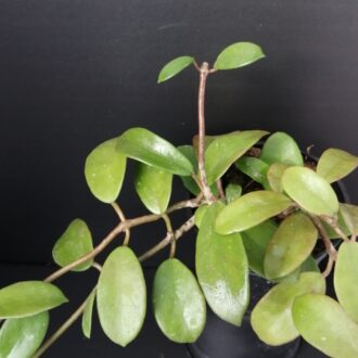 Hoya diversifolia