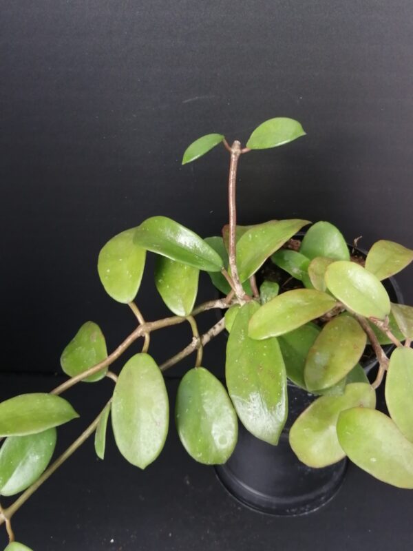 Hoya diversifolia
