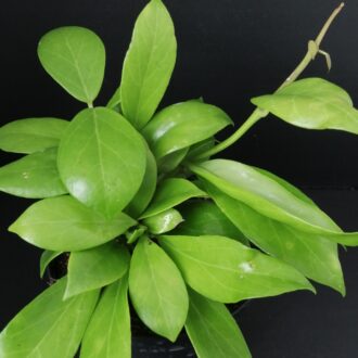 Hoya obscura