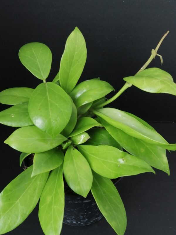 Hoya obscura
