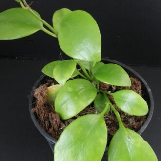 Hoya diptera