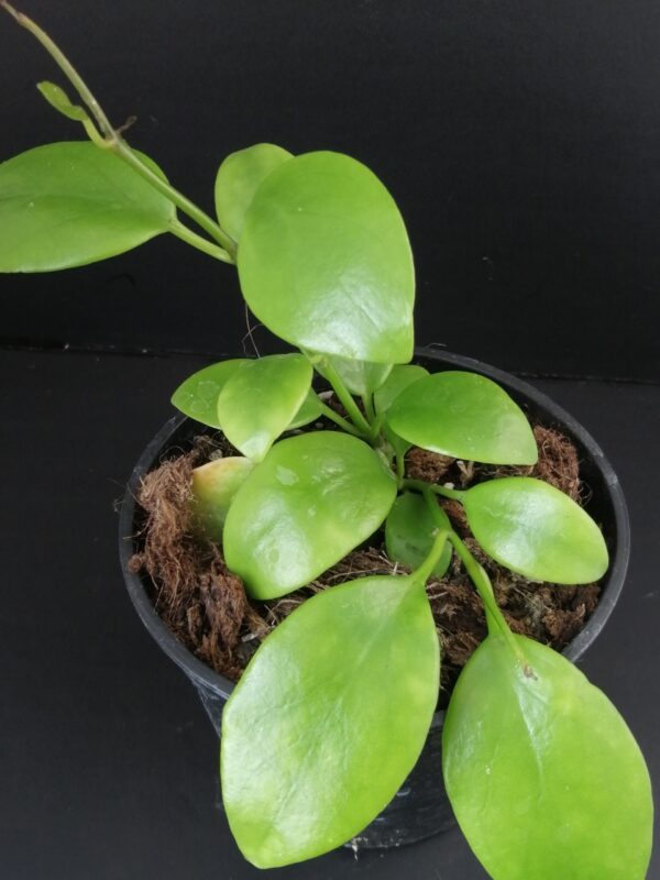 Hoya diptera