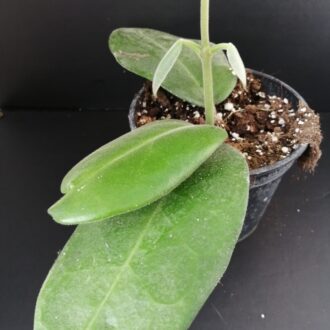Hoya calycina Stargazer