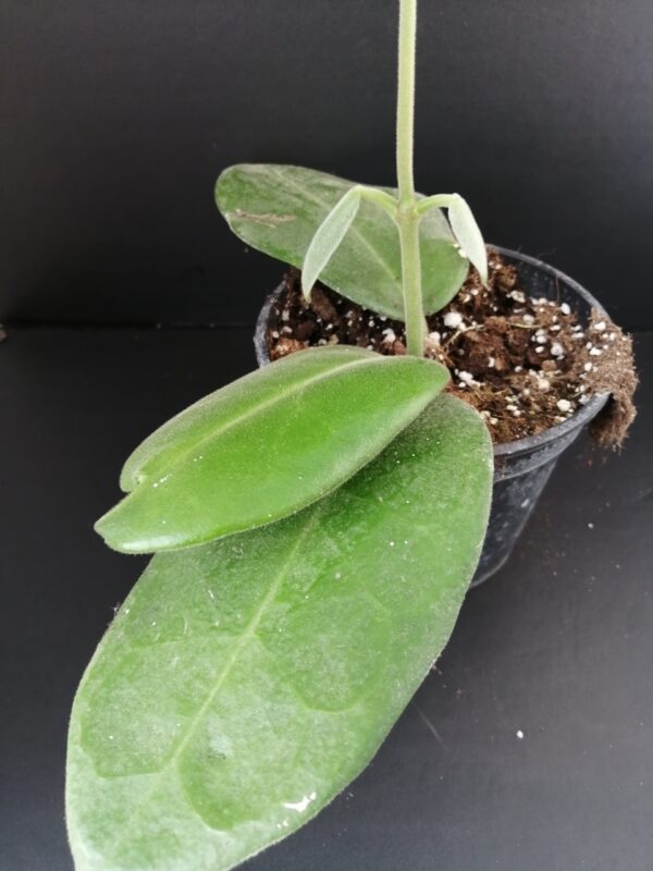 Hoya calycina Stargazer