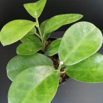 Hoya australis