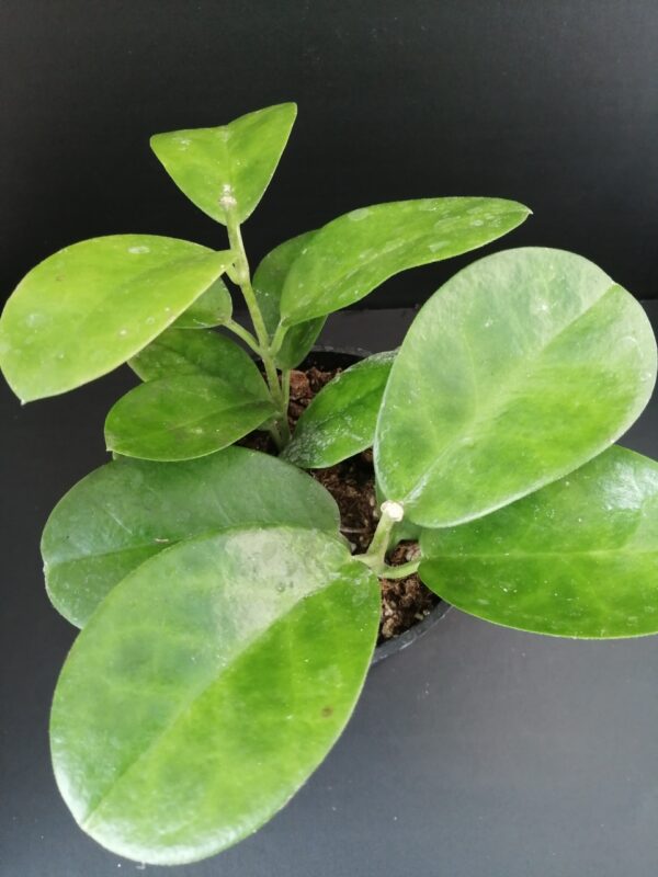 Hoya australis