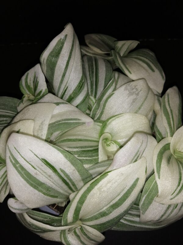 Tradescantia (Continental Group) albiflora variegata White
