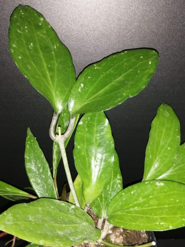 Hoya cinnamomifolia var. purpureofusca