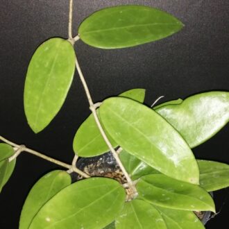 Hoya verticillata