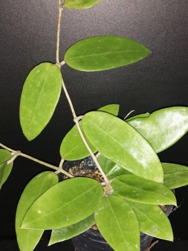 Hoya verticillata